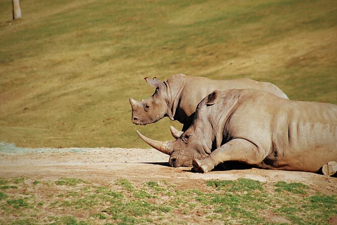 Half-Day Tour to Rhino And Lion Reserve in Krugersdorp - Multilingual Guide Options