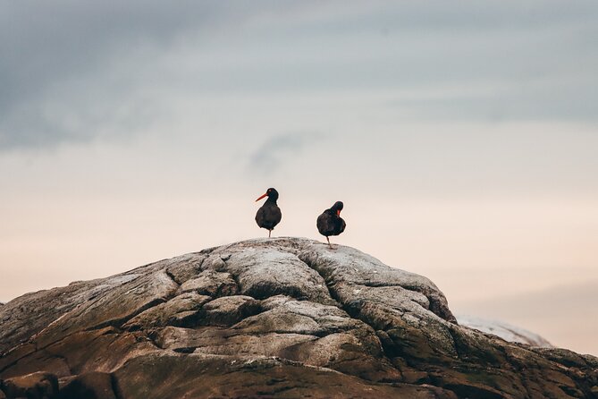 Half-Day Whale Watching Adventure From Victoria - Wildlife Sightings and Conservation