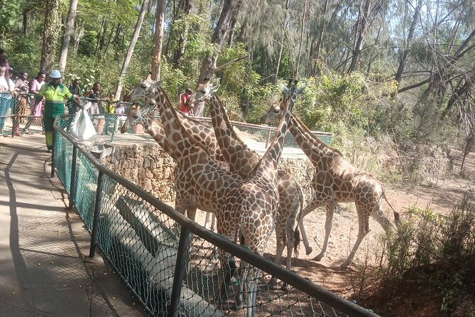 Haller Park Tour Observing Hippos, Giraffes, Birds, Monkeys, Crocs & Others - Crocodiles and Reptilian Sights
