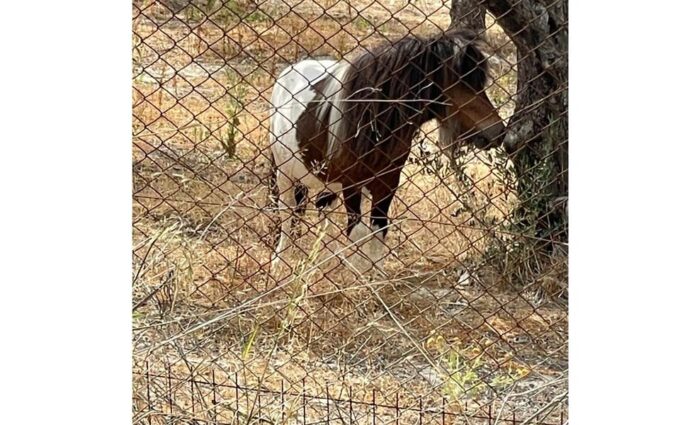 Heraklion :Olive & Dragon Farm Tour & Cretan Farmers Brunch - Customer Feedback Highlights