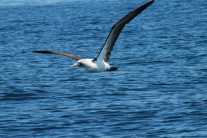 Hidden Beach Marietas Islands Experience - Witnessing Native Wildlife