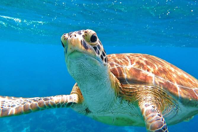 Hidden Cenote Swim: Snorkeling, Sea Turtles and Beachside Lunch - Suitability and Exclusions