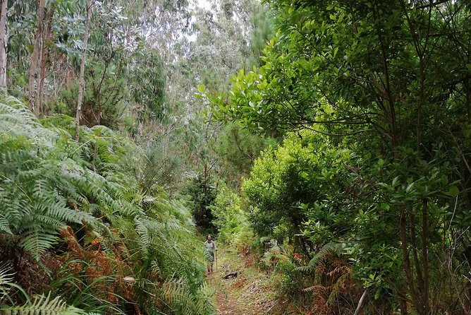 Hiking and Trekking Tours in Madeira - Pickup From Accommodations and Start Time