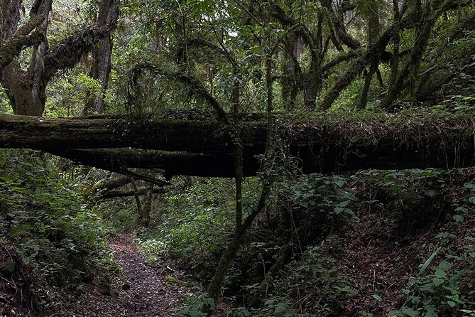 Hiking in the Enchanted Forest of Ixtepeji With Rescue Dogs - Hiking With Rescue Dogs