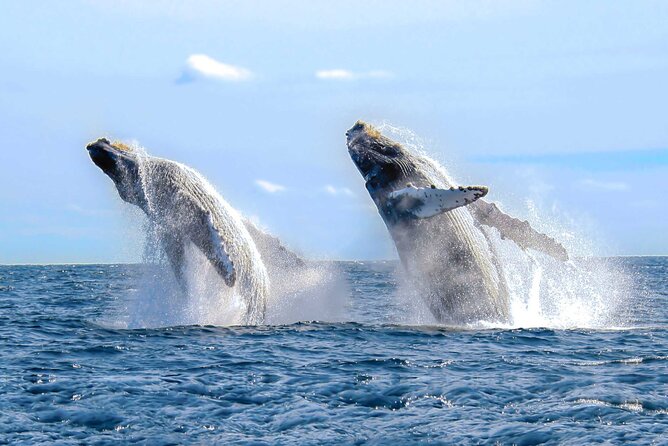 Humpback Whale Watching in Samana From Juan Dolio - Panoramic Views of Samana Bay