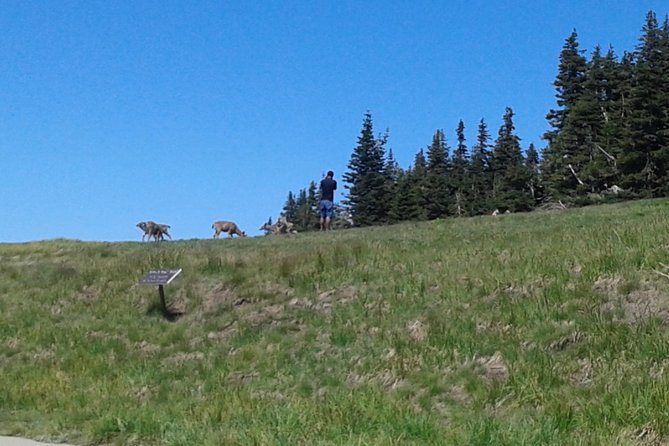 Hurricane Ridge Olympic National Park From Seattle - What to Expect