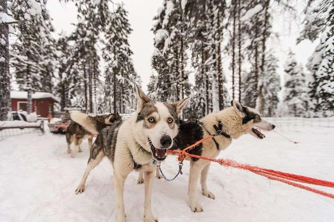 Husky Safari From Rovaniemi Including a Husky Sled Ride - Exploring Rovaniemi Further