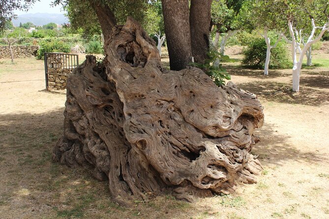In Crete Discover the Miracle of Olive Oil and Organic Fruits - Frequently Asked Questions