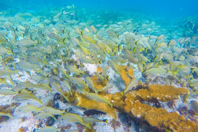 Isla Mujeres Snorkeling Tour Adventure - Snorkeling Destinations