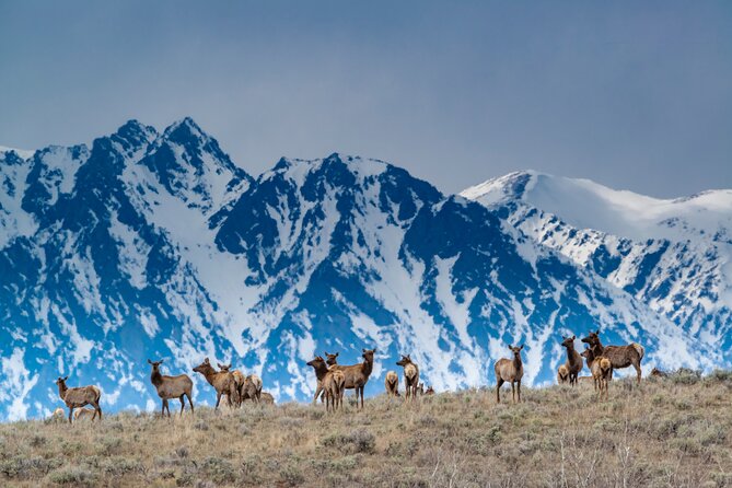 Jackson 4-Day and 3-Night Grand Teton and Yellowstone Winter Tour - Reviews and Feedback