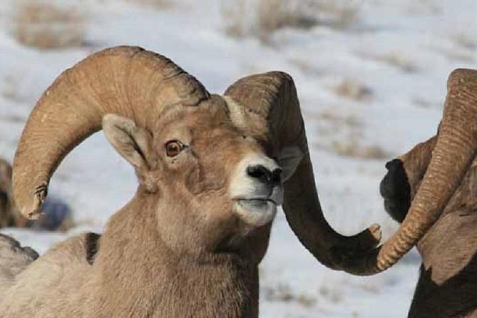 Jackson Hole & Grand Teton Park - Half-Day Wildlife Tour - Afternoon - Exploring Jackson Hole