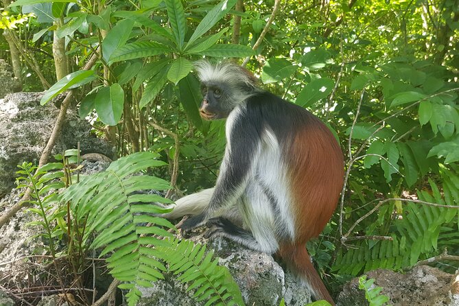 Jozani Forest, Kuza Cave, Paje Beach and The Rock Restaurant - Pricing Information