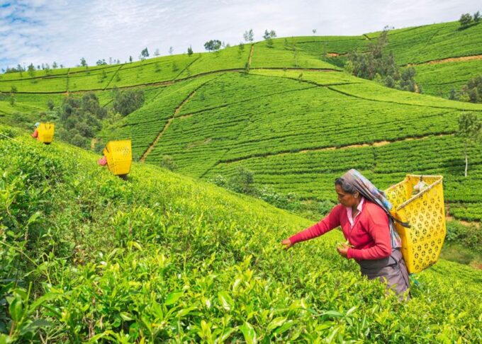 Kandy To Nuwara Eliya Day Tour By Tuk Tuk Sri Lanka - Important Notes