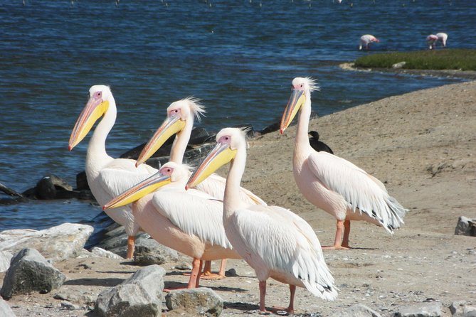 Kayaking and Sandwhich Harbour Dune 4x4 Combo - Booking and Cancellation Policies