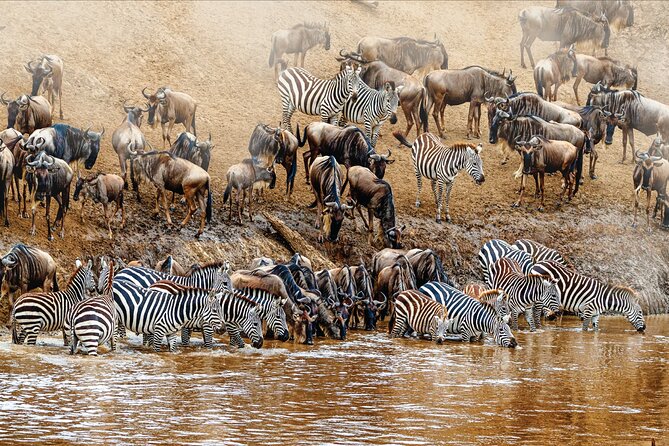 Kenya Safari - Reviews and Ratings