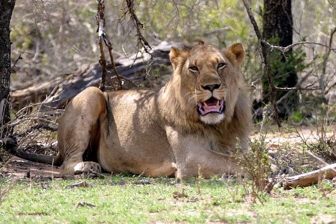Kruger National Park Best Tour - Booking Information