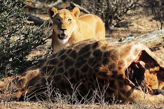 Kruger National Park Sunrise Half-Day Safari Tour - Cancellation Policy