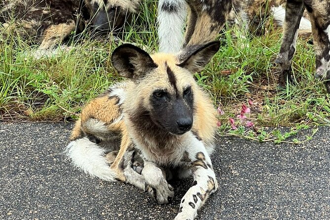 Kruger Park Full Day Guided Safari - Preparing for the Tour