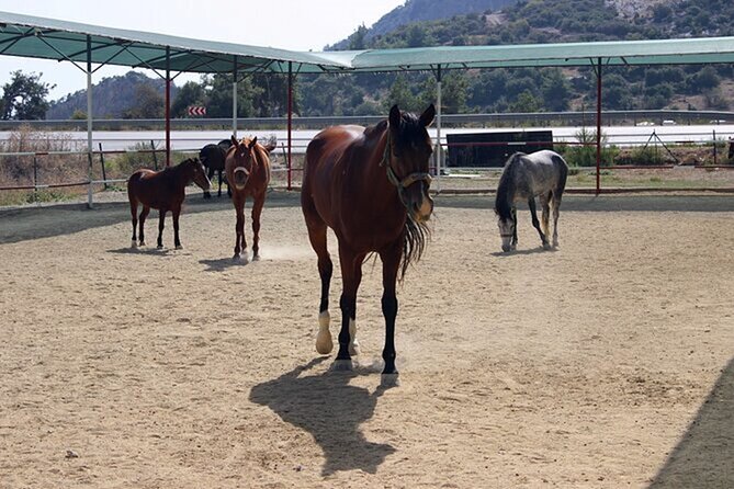 Kusadasi Horse Riding On Beach And Through The River - Participant Reviews and Feedback