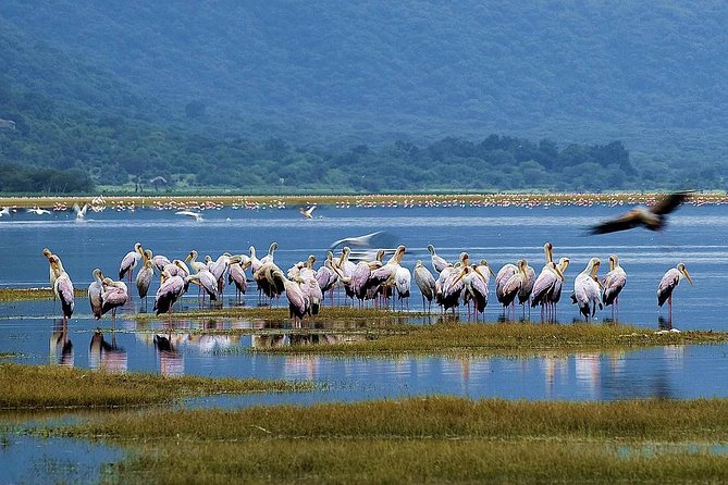 Lake Manyara Guided Day Tour From Arusha - Customer Reviews