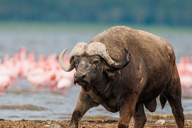 Lake Nakuru Day Trip From Nairobi - Tips for a Successful Trip