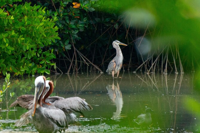 Lake Skadar: Early-morning Birdwatching and Photography Tour - Booking and Logistics