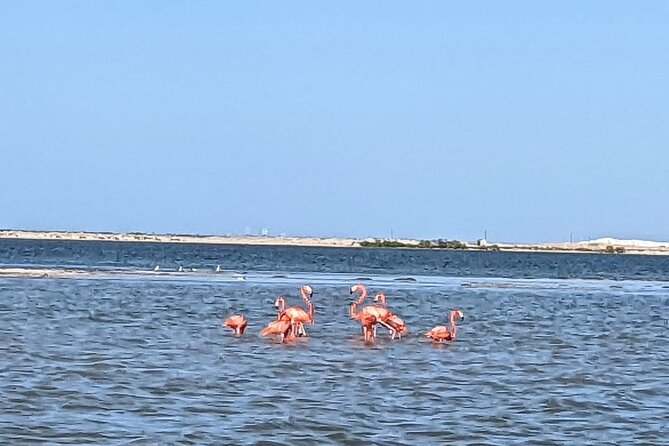Las Coloradas Tour! Boat Ride, Lunch & Rio Lagartos From Cancun - Exploring the Pink Lakes