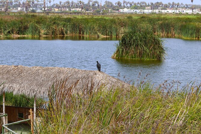 Last Little Wildlife Refuge in Lima - Wildlife Spotting