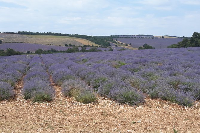 Lavender Tour Sault From Marseille - Transportation and Comfort