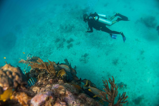 Local Dive in Playa Del Carmen - Bull Shark Viewing Opportunities
