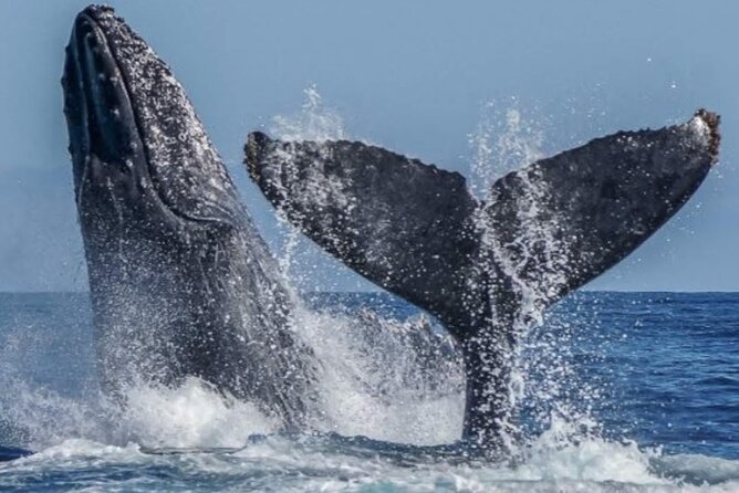 Los Cabos Private Yacht Whale Watching Tour, Snorkel and Drinks - Social Media Sharing