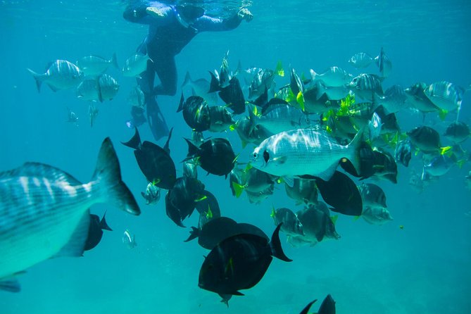 Los Cabos Snorkeling Tour to Chileno Bay and Santa Maria Cove - Safety Considerations