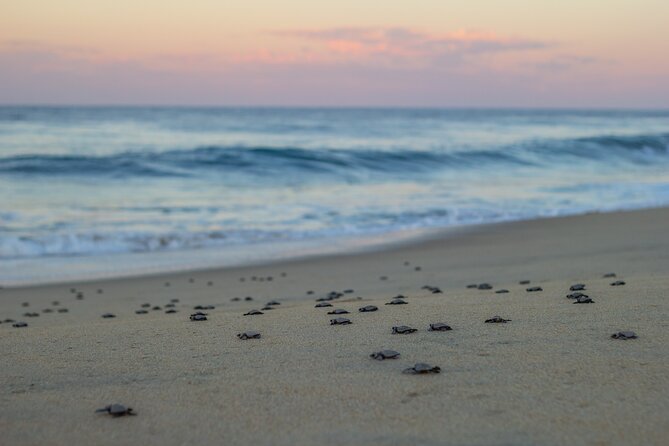 Los Cabos Turtle Release Conservation Program - Sunset Releases and Baby Turtles