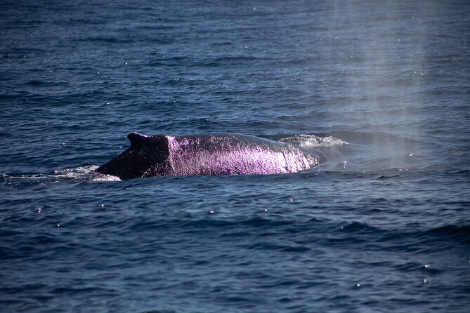 Los Cabos Whale Watching Cruise Including Breakfast - Customer Reviews