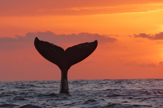 Los Cabos Whale Watching (Transportation and Pictures Included) - Memorable Whale Watching Experiences
