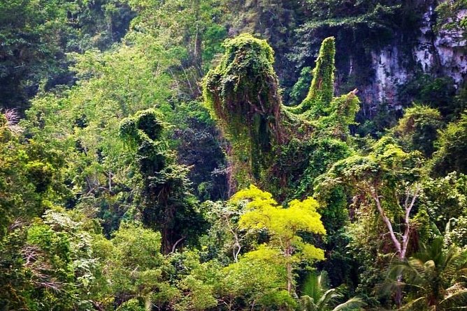 Los Haitises National Park - Hiking in Rain Forest + Private Boat to Caves - What to Expect