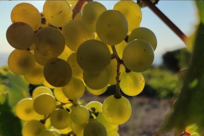LUXURY PRIVATE Wine Tasting in CRETE (also for CRUISE SHIPS) - Frequently Asked Questions