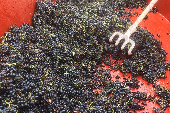 Macon & Beaujolais Wine Tour (9:00 Am to 5:15 Pm) - Small Group Tour From Lyon - Accessibility