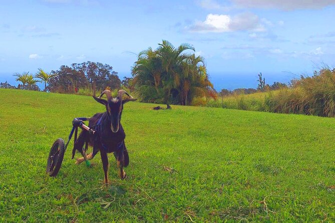 Magical Creatures Sanctuary Private Tour - Tips for Your Visit