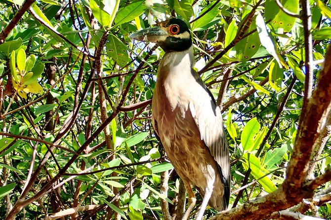 Mangrove SUP Safari - What to Expect on Your Adventure