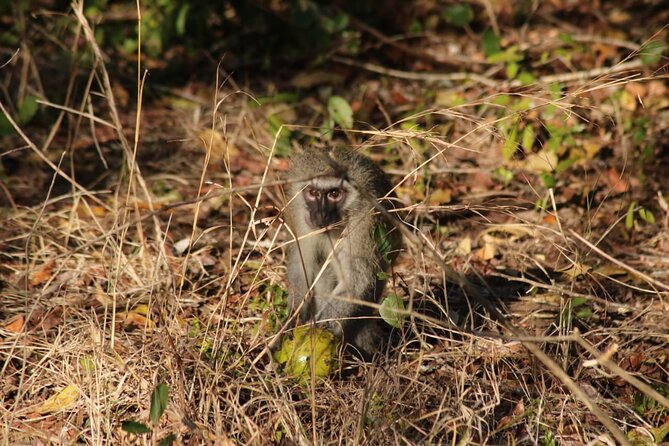 Maputo National Park (Maputo Special Reserve) Full-day Tour - Traveler Feedback and Ratings