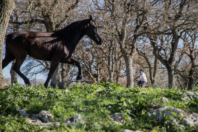 Martina Franca E-Bike Tour . Visit a Breeding and a Dairy Farm - Traveler Reviews and Ratings