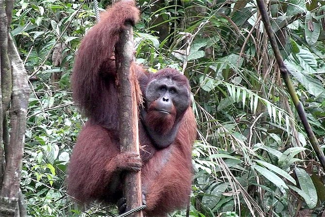 Marvellous Creature Orangutan : Sarawak Semenggoh Wildlife Centre Tour - Tips for Guests