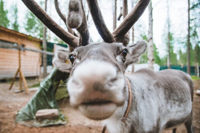 Meet Santa Claus & Santas Reindeer Ride & Greet Huskies - Additional Information