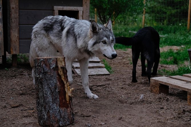 Meet Taivas & the Arctic Wolves - Private Tour - Exploring Arctic Wolfland