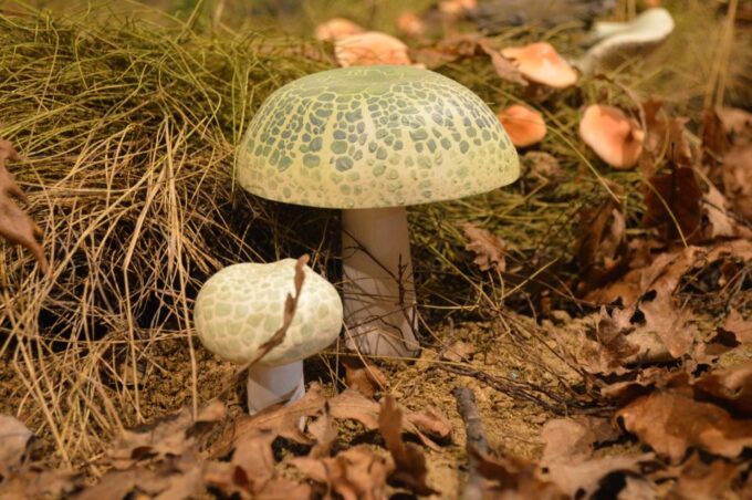 Meteora: Natural History Museum and Mushroom Museum Tour - Reservations and Cancellations