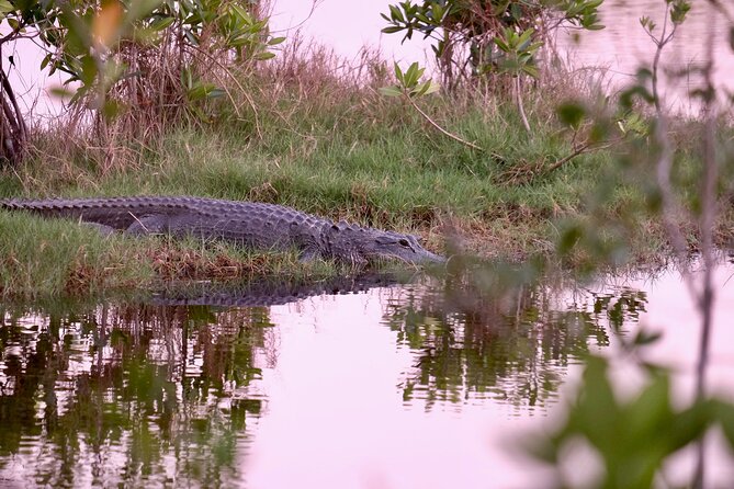 MIAMI: Everglades Airboat and Wildlife Sanctuary - Preparing for Your Everglades Adventure