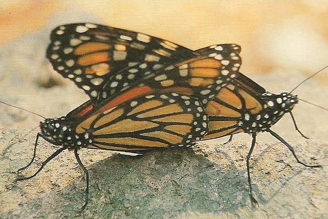 Monarch Butterfly Private Tour (Morelia) - Unforgettable Moments