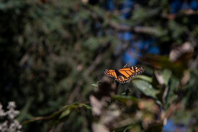Monarch Butterfly Tour (Departing From Morelia) - Tour Departure and Duration