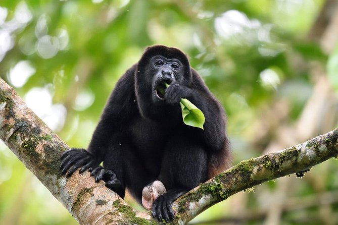 Monkeys Discovery - Participant Guidelines